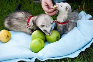 Dekoracyjne fretki: odmiany ras